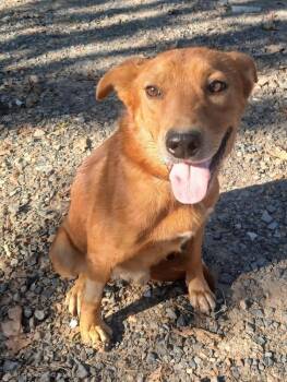 Jack -  Labrador Retriever Dog for Adoption in Mena, Arkansas - Jack | PetCurious