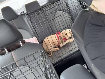 Miniature Poodle Dogs Available for Adoption - Barbie  | PetCurious