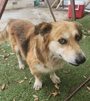 Australian Shepherd Dogs Available for Adoption in San Antonio, Texas - NAPOLEON | PetCurious