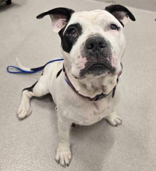 26-437 -  Pit Bull Terrier Dog for Adoption in Lindenhurst, New York - 26-437 | PetCurious