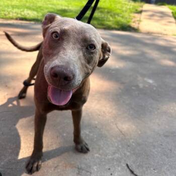 Casey -  Mixed Breed Dog for Adoption in Valley, Alabama - Casey | PetCurious