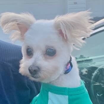 Rescue Maltese Dogs for Adoption in Muncie, Indiana - Mya (Pearl) | PetCurious