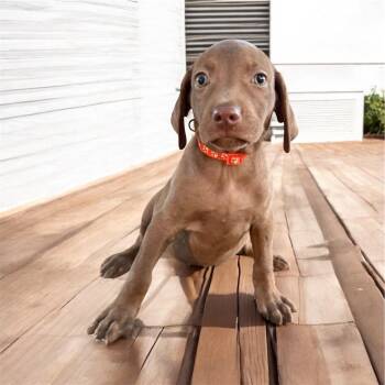 Rescue Weimaraner Dogs for Adoption in Brownstown, Indiana - Edna | PetCurious