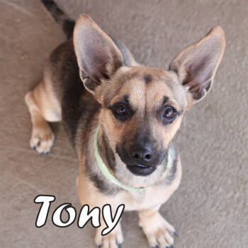 Rescue Chihuahua Dogs for Adoption in Cranston, Rhode Island - Tony In TX | PetCurious