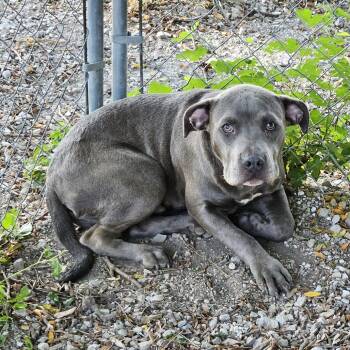Eeyore -  Pit Bull Terrier Dog for Adoption in Columbia, Missouri - Eeyore | PetCurious