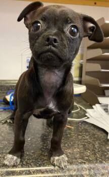Pug and Mixed Breed Dogs Available for Adoption in Lockhart, Texas - Jellybean | PetCurious