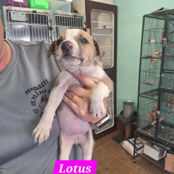 Black Mouth Cur and American Staffordshire Terrier Dogs Available for Adoption - Lotus | PetCurious