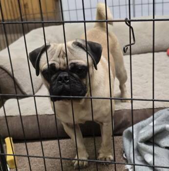 Rescue Pug Dogs for Adoption in Lagrange, Indiana - Frank | PetCurious