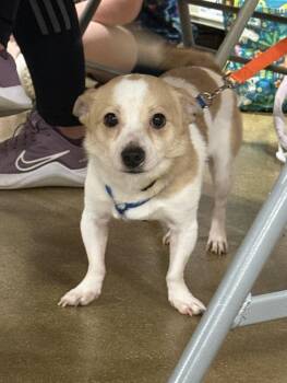 Nacho -  Chihuahua Dog for Adoption in South Bend, Indiana - Nacho | PetCurious