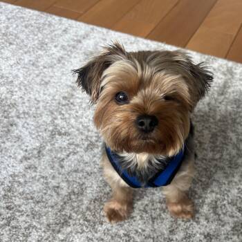 Gizmo -  Yorkshire Terrier Dog for Adoption in Philadelphia, Pennsylvania - Gizmo | PetCurious