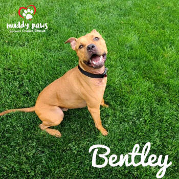 Rescue Staffordshire Bull Terrier and Boxer Dogs for Adoption in Council Bluffs, Iowa - Bentley | PetCurious