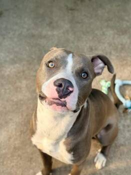 Lamington -  Pit Bull Terrier Dog for Adoption in Chicago, Illinois - Lamington | PetCurious