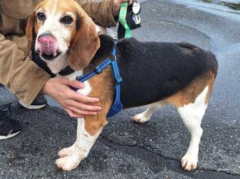 Arkansas -  Beagle Dog for Adoption in Silver Spring, Maryland - Arkansas | PetCurious