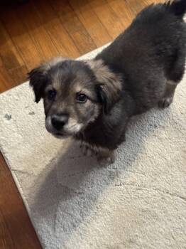 Australian Shepherd and Siberian Husky Dogs Available for Adoption - Cowboys Fan | PetCurious