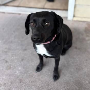 Chihuahua Dogs Available for Adoption in Harlingen, Texas - Rosie | PetCurious