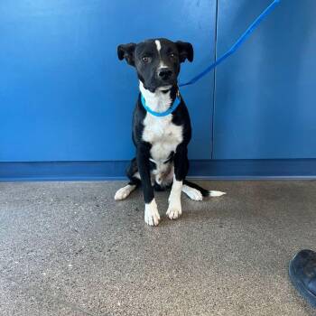 Sabio -  American Staffordshire Terrier Dog for Adoption in Kingman, Arizona - Sabio | PetCurious