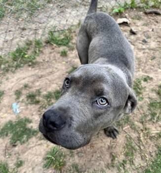 Cane Corso Dogs Available for Adoption in Little Rock, Arkansas - Gravy | PetCurious