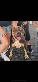 Rescue Pit Bull Terrier Dogs for Adoption in Warren, Ohio - Nora | PetCurious