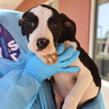 Labrador Retriever Dogs Available for Adoption - COOKIES N CREAM | PetCurious