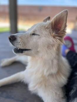 Nilla* -  Mixed Breed Dog for Adoption in El Paso, Texas - Nilla* | PetCurious