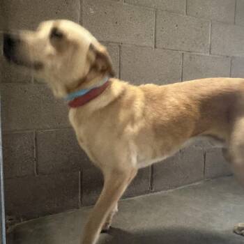 Retriever Dogs Available for Adoption in Yuma, Arizona - Otis | PetCurious