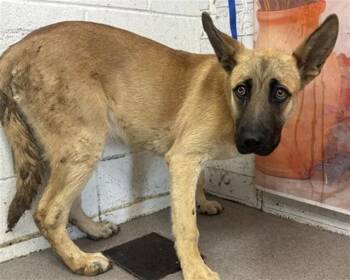 German Shepherd Dog and Mixed Breed Dogs Available for Adoption in San Bernardino, California - WALLY | PetCurious