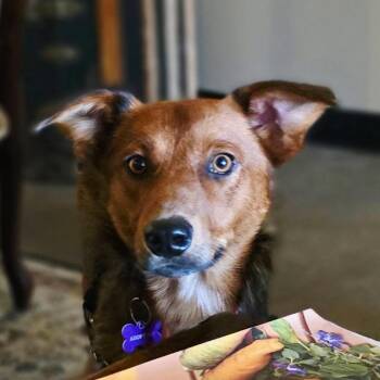 Rusty -  Australian Cattle Dog Blue Heeler Dog for Adoption in Minneapolis, Minnesota - Rusty | PetCurious