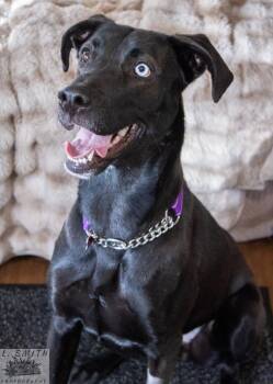 Great Dane and Labrador Retriever Dogs Available for Adoption - Byndi | PetCurious