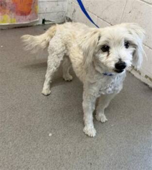 PHILIPPA -  Poodle and Mixed Breed Dog for Adoption in San Bernardino, California - PHILIPPA | PetCurious