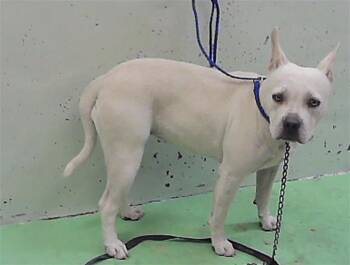 KALI -  Staffordshire Bull Terrier and Mixed Breed Dog for Adoption in Houston, Texas - KALI | PetCurious