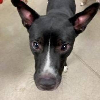 YORK-Stray-15909 -  Mixed Breed Dog for Adoption in York, Pennsylvania - YORK-Stray-15909 | PetCurious