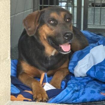 Katy -  Hound Dog for Adoption in Buchanan Dam, Texas - Katy | PetCurious