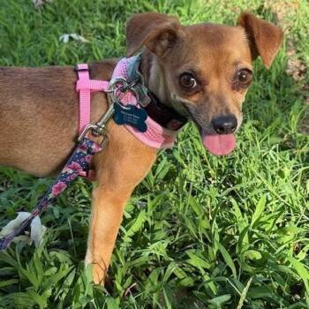 Honey -  Chihuahua Dog for Adoption in Springfield, Missouri - Honey | PetCurious