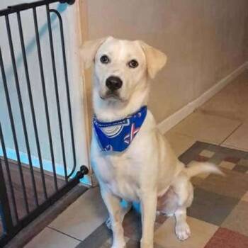 Rescue Labrador Retriever Dogs for Adoption in Conroe, Texas - Dash | PetCurious