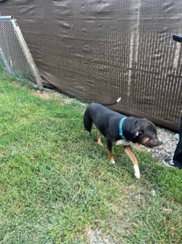 Rescue Pit Bull Terrier Dogs for Adoption in Lunenburg, Vermont - Malcolm | PetCurious