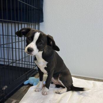 Chihuahua Dogs Available for Adoption - Matcha | PetCurious