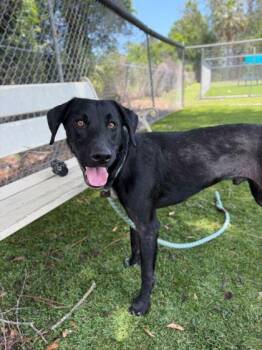 Bald Eagle - 1 -  Labrador Retriever and Mixed Breed Dog for Adoption in Daytona Beach, Florida - Bald Eagle - 1 | PetCurious