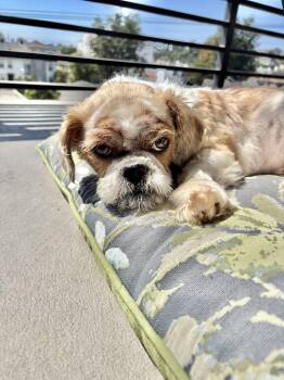 Rescue Shih Tzu Dogs for Adoption in Los Angeles, California - Loafers | PetCurious