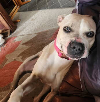 Rescue Boxer and American Bulldog Dogs for Adoption in Evergreen, Colorado - Rae | PetCurious