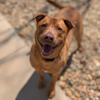 Wrangler(BAS) -  Yellow Labrador Retriever and Mixed Breed Dog for Adoption in Lenoir, North Carolina - Wrangler(BAS) | PetCurious