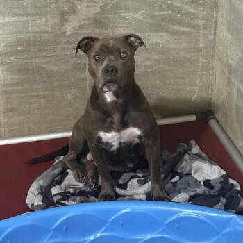 Nessie -  American Staffordshire Terrier Dog for Adoption in Hiawatha, Kansas - Nessie | PetCurious