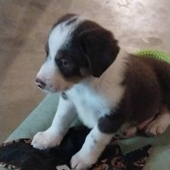 Mixed Breed Dogs Available for Adoption in Fredericksburg, Virginia - James | PetCurious