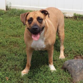 Lightning -  Mixed Breed Dog for Adoption in Port Washington, New York - Lightning | PetCurious