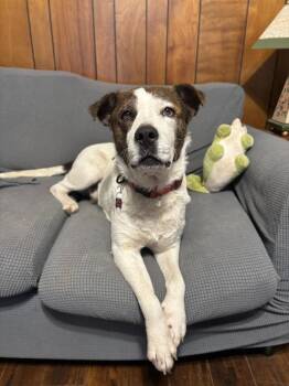 Finn (Kenzo) -  Cattle Dog and Terrier Dog Available for Adoption in New Braunfels, Texas - Finn (Kenzo) | PetCurious