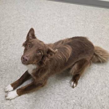 Astoria -  Australian Shepherd Dog for Adoption in Chatham, Virginia - Astoria | PetCurious