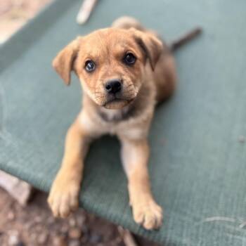 Mixed Breed Dogs Available for Adoption in Salt Lake City, Utah - Mowgli | PetCurious