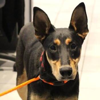 26-01016 -  Doberman Pinscher Dog for Adoption in Fredericksburg, Virginia - 26-01016 | PetCurious