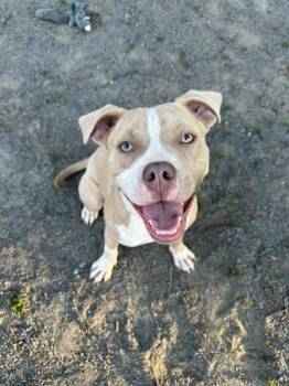 Mixed Breed Dogs Available for Adoption in Fairfax, Virginia - Canelo | PetCurious