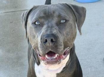 Rescue Mixed Breed Dogs for Adoption in Georgetown, Texas - Charlie | PetCurious