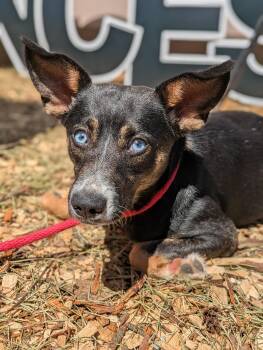 Rescue Terrier Dogs for Adoption in Huntsville, Alabama - Sparrow | PetCurious